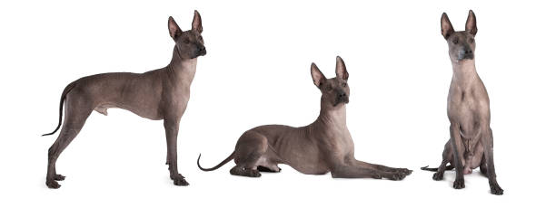 Hello Hairless Dog Lovers!