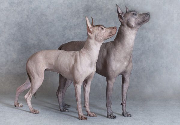 Xoloitzcuintle Dogs