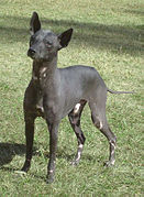 Image of Argentine Pila Dog