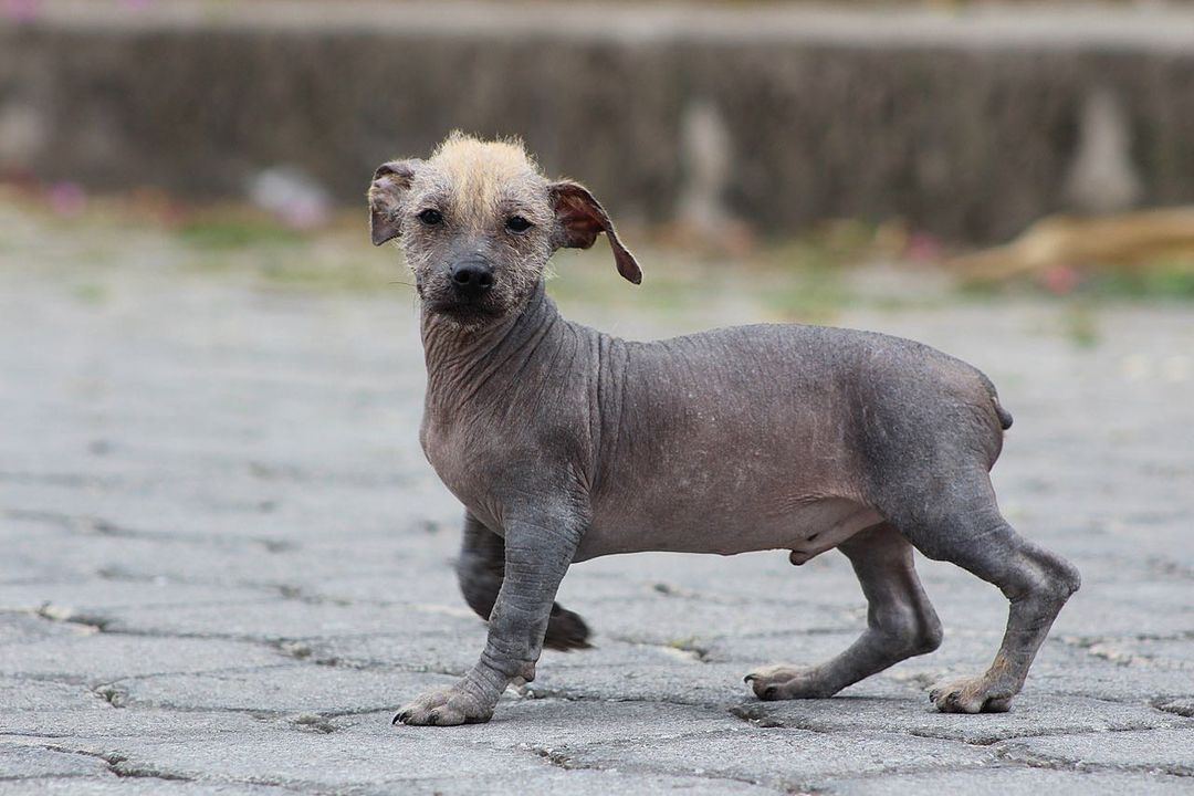 Ecuadorean Hairless Dog